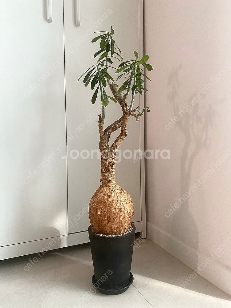 괴근식물 아데니움 소말렌스 판매합니다.--0